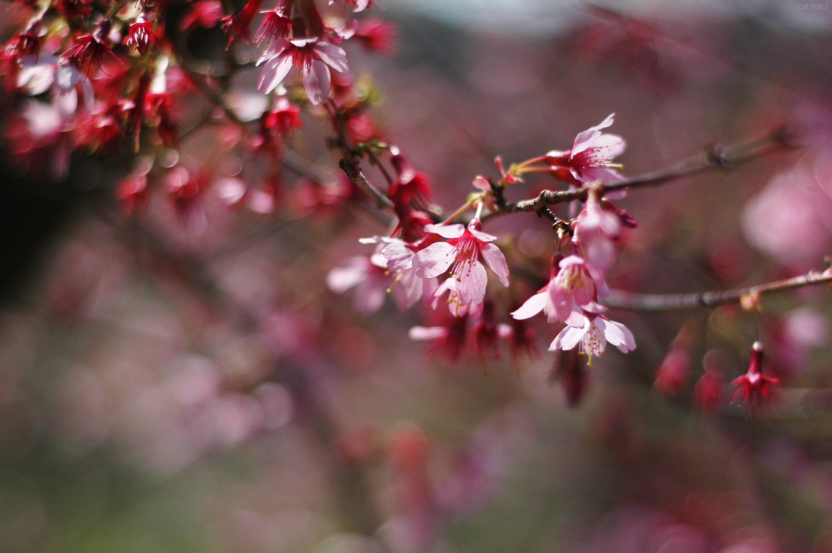 花見山　写真4　おかめ桜