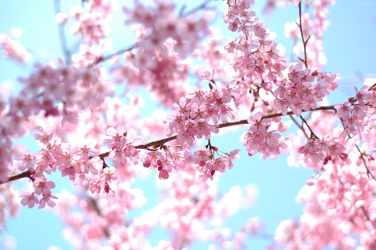 花見山　写真5　彼岸桜