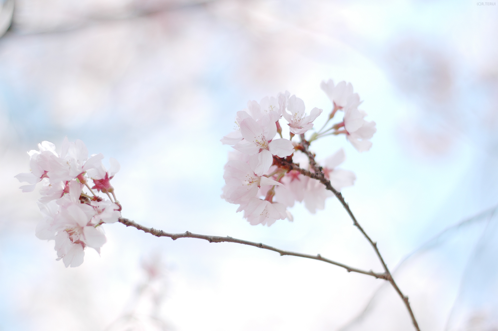 花見山　写真6　ソメイヨシノ