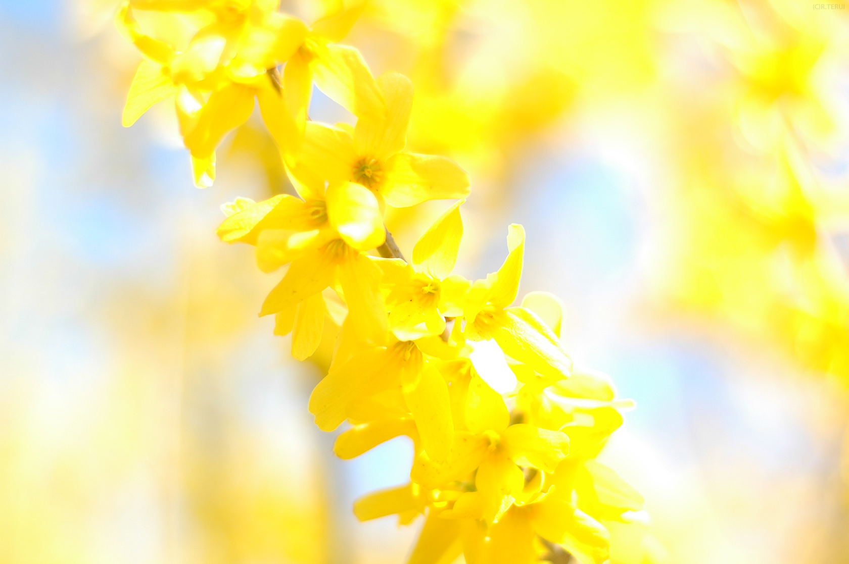 花見山　写真7　レンギョウ