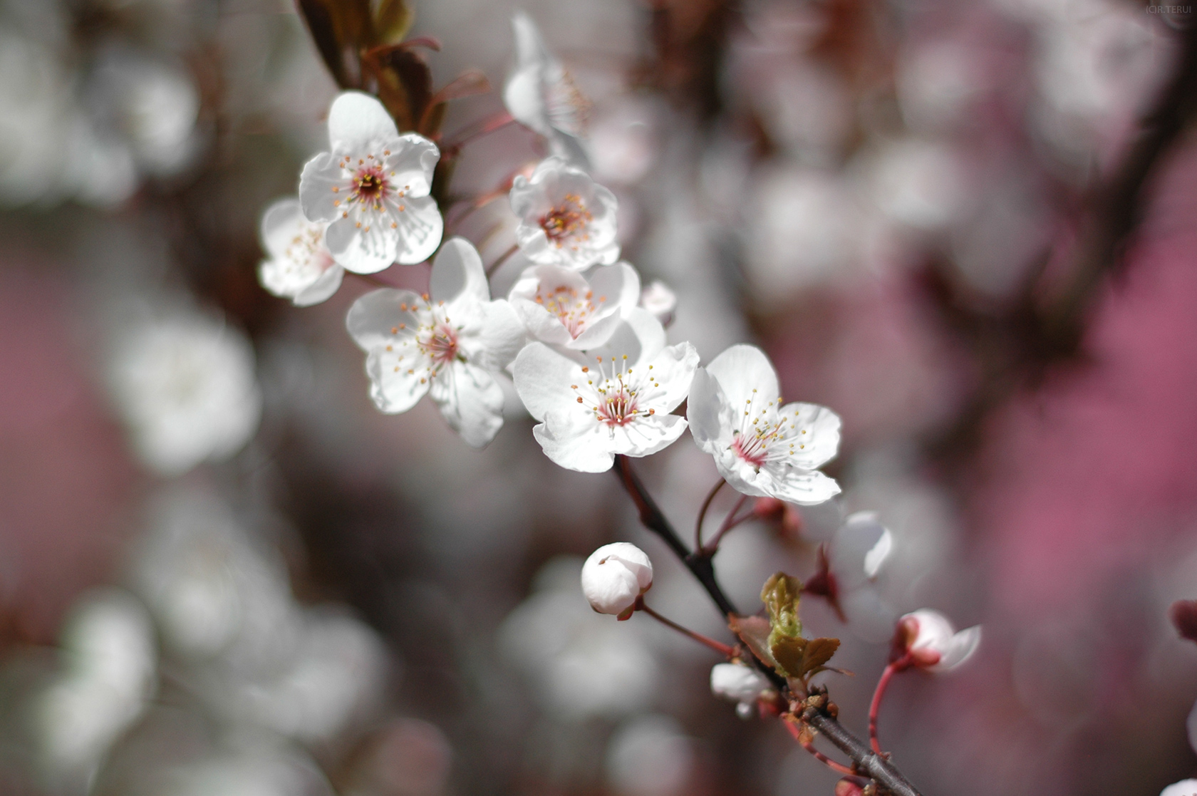 花見山　写真8　ベニハスモモ