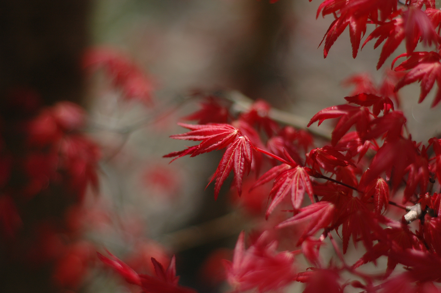 花見山　写真9　出猩々　春もみじ