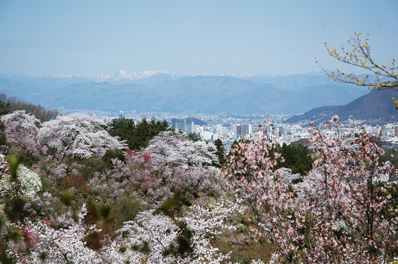 花見山　写真10　福島市街を眺める