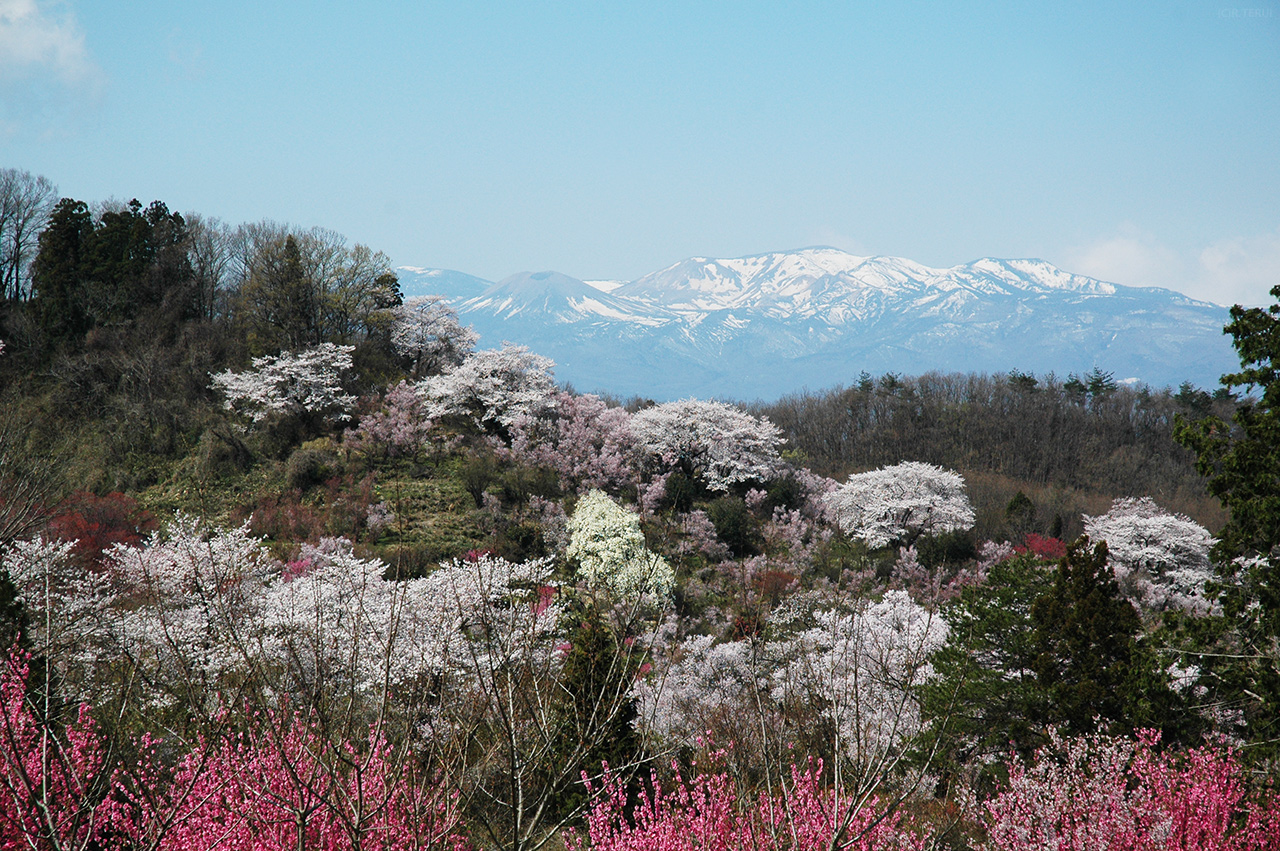 花見山　写真11　吾妻連峰