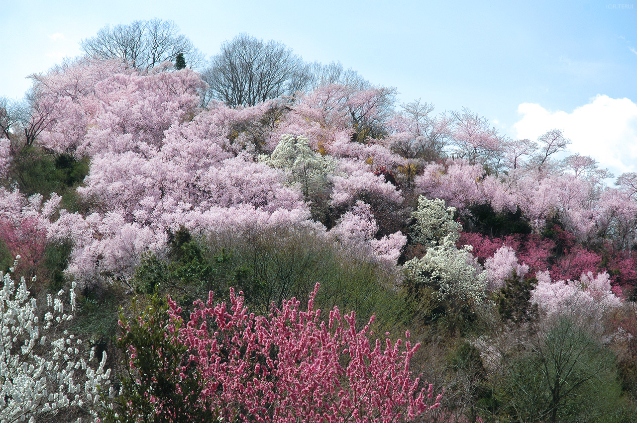 花見山　写真12　ふもとからの眺め