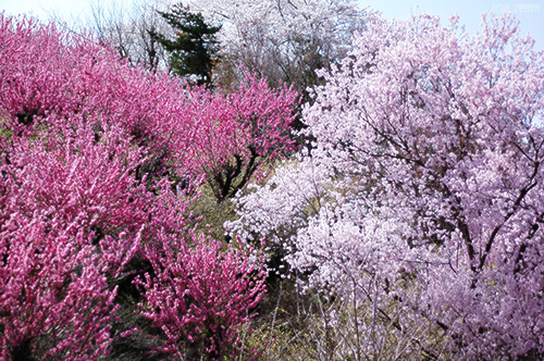 花見山　写真3