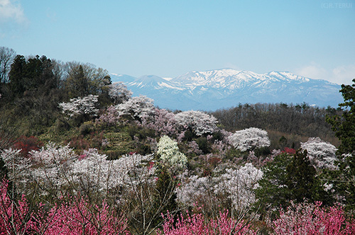 花見山　写真11