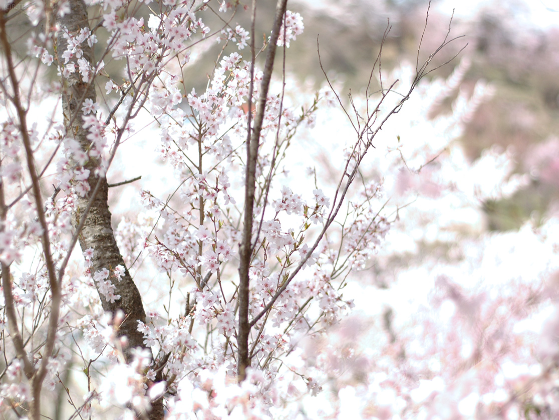 東海桜