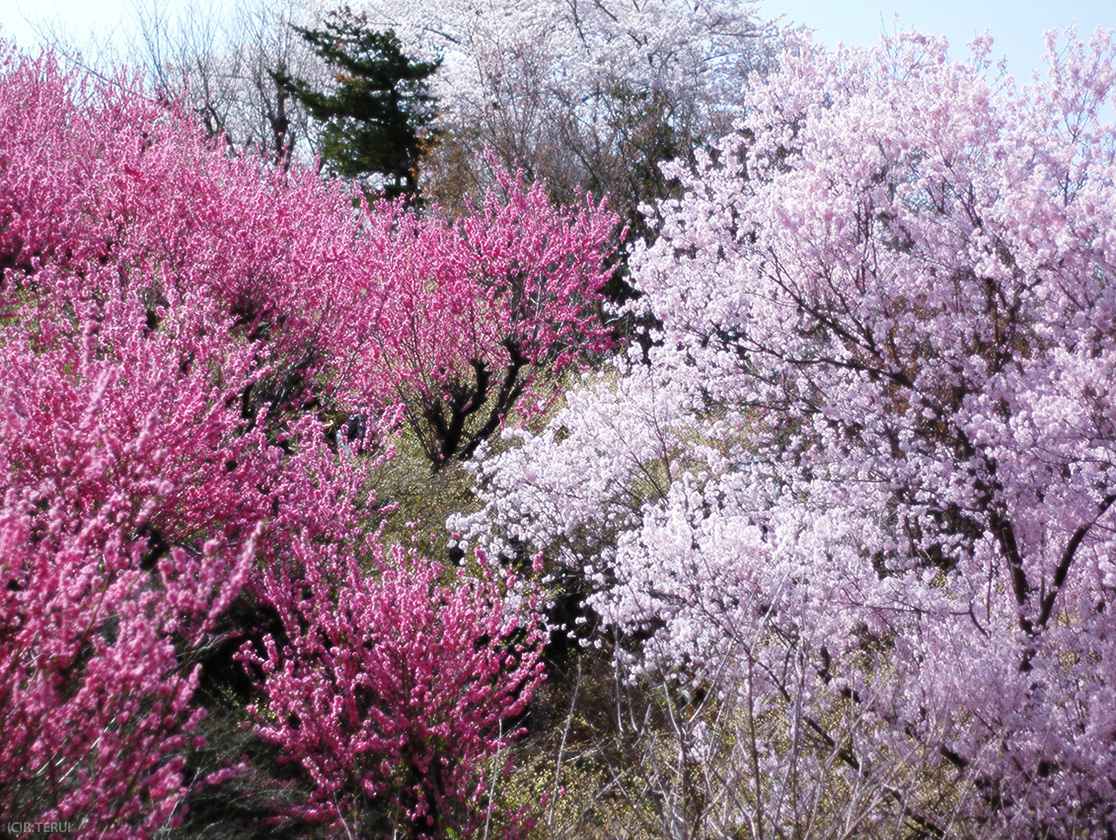 花桃と桜