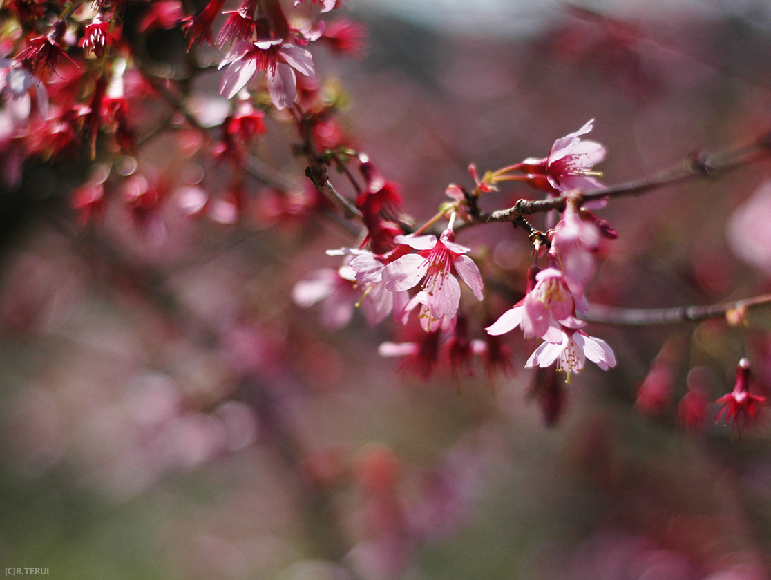 おかめ桜