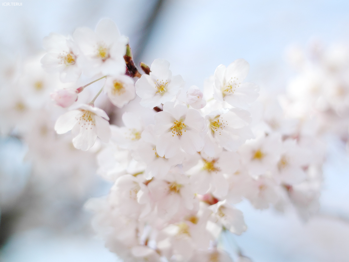 そめいよしの　桜