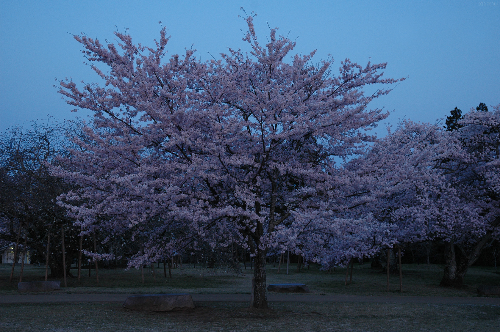 三神峯公園　写真1　桜　日の出前
