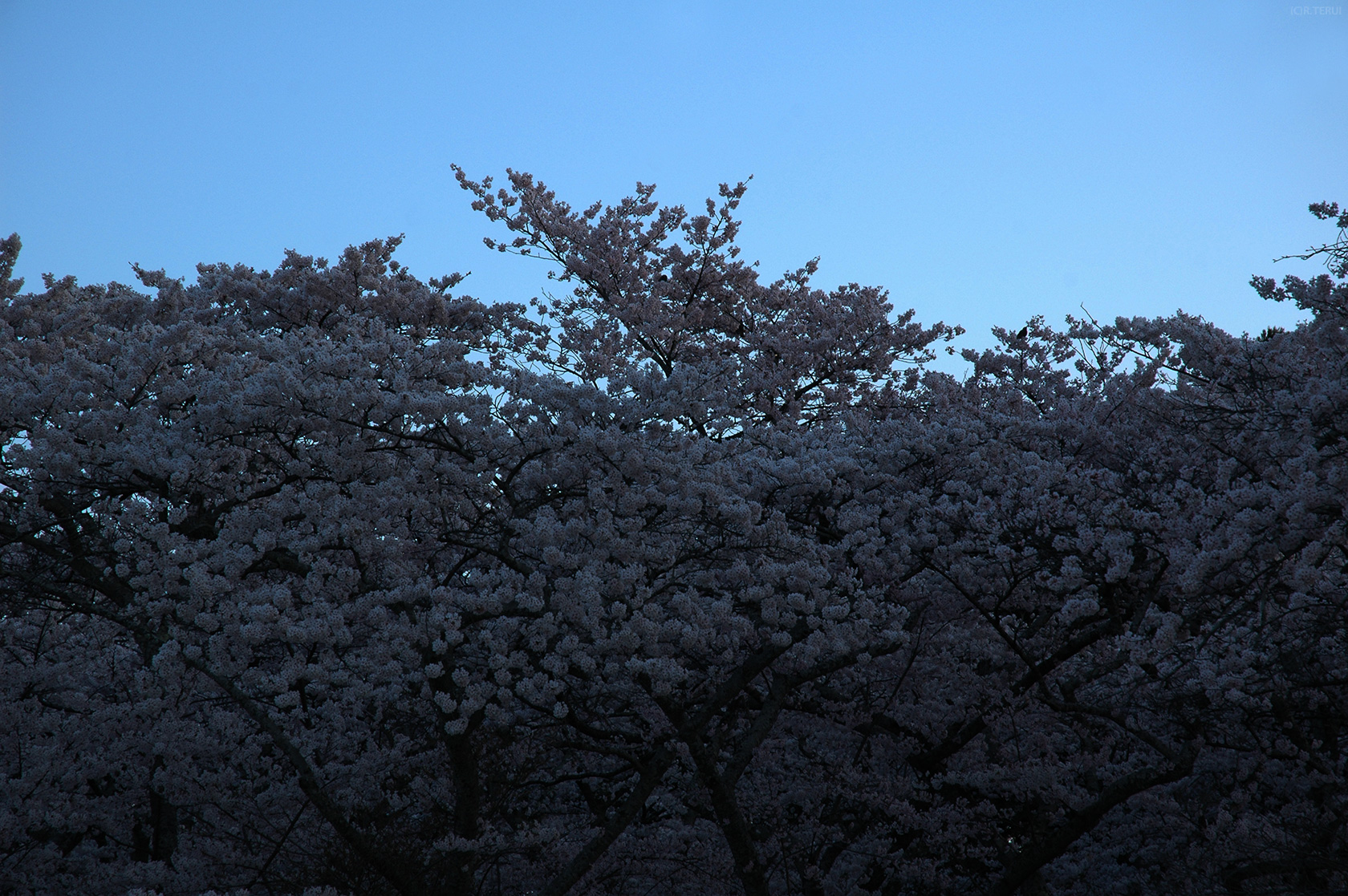 三神峯公園　写真2　ソメイヨシノ