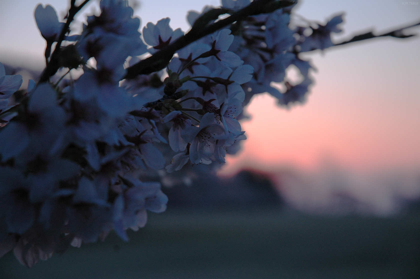三神峯公園　写真3　桜
