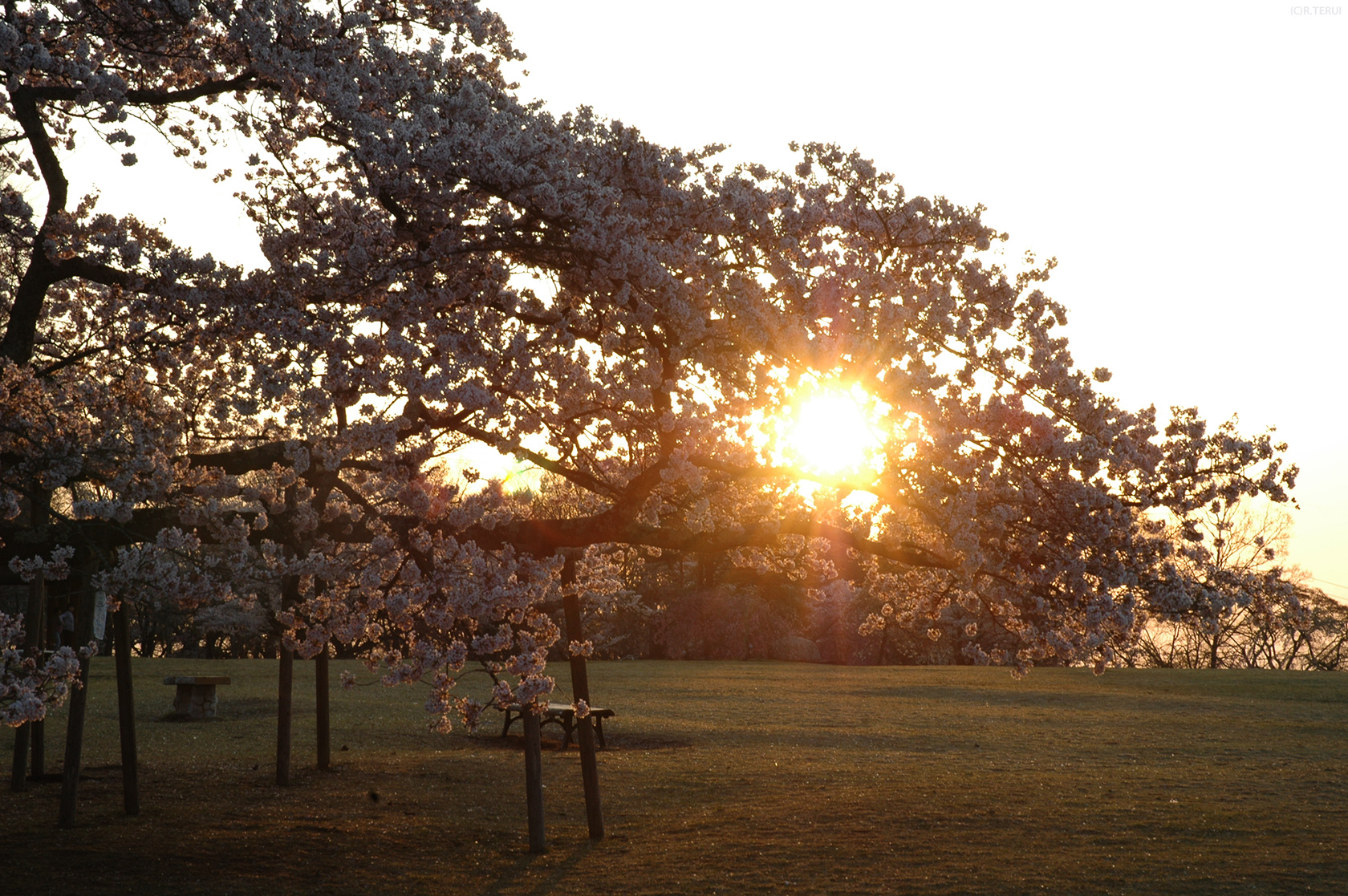 三神峯公園　写真5　桜と朝陽