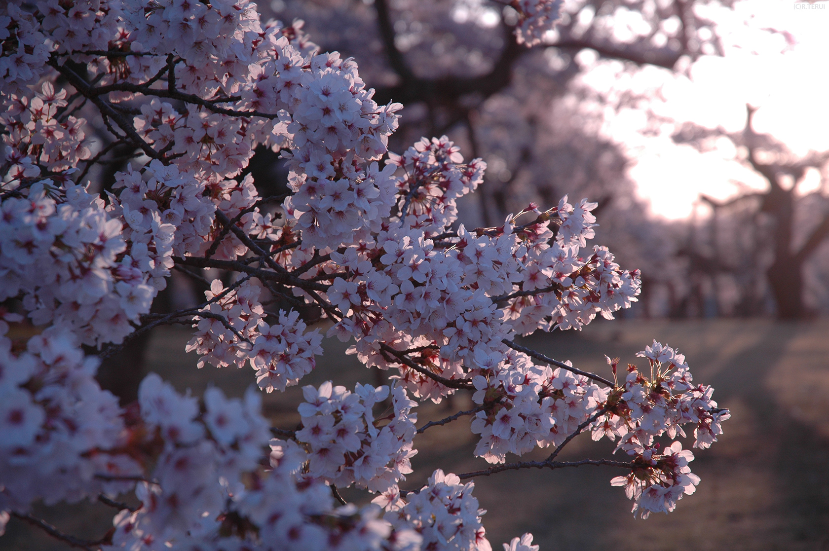 三神峯公園　写真6　桜