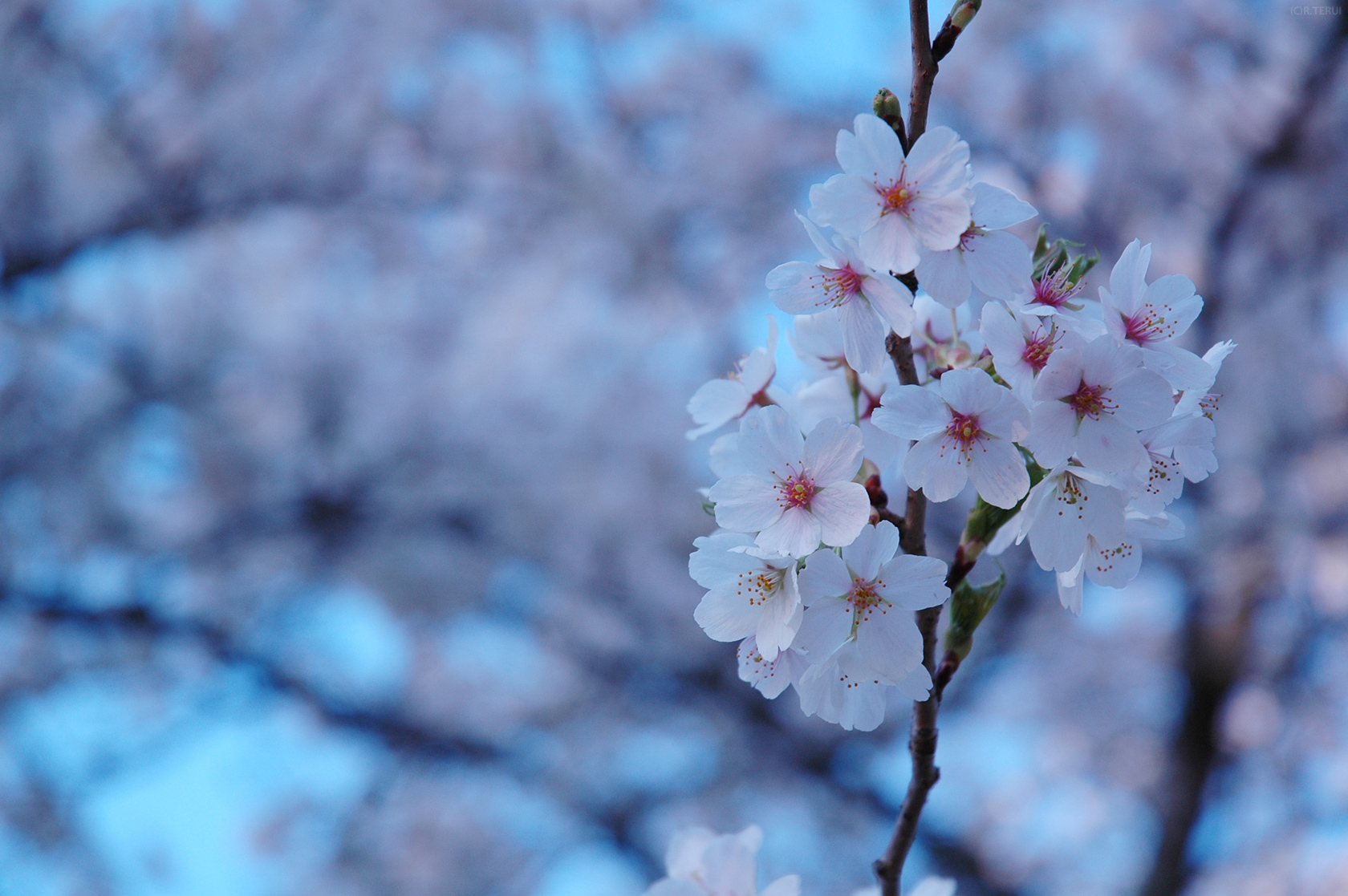 三神峯公園　写真7　ソメイヨシノ