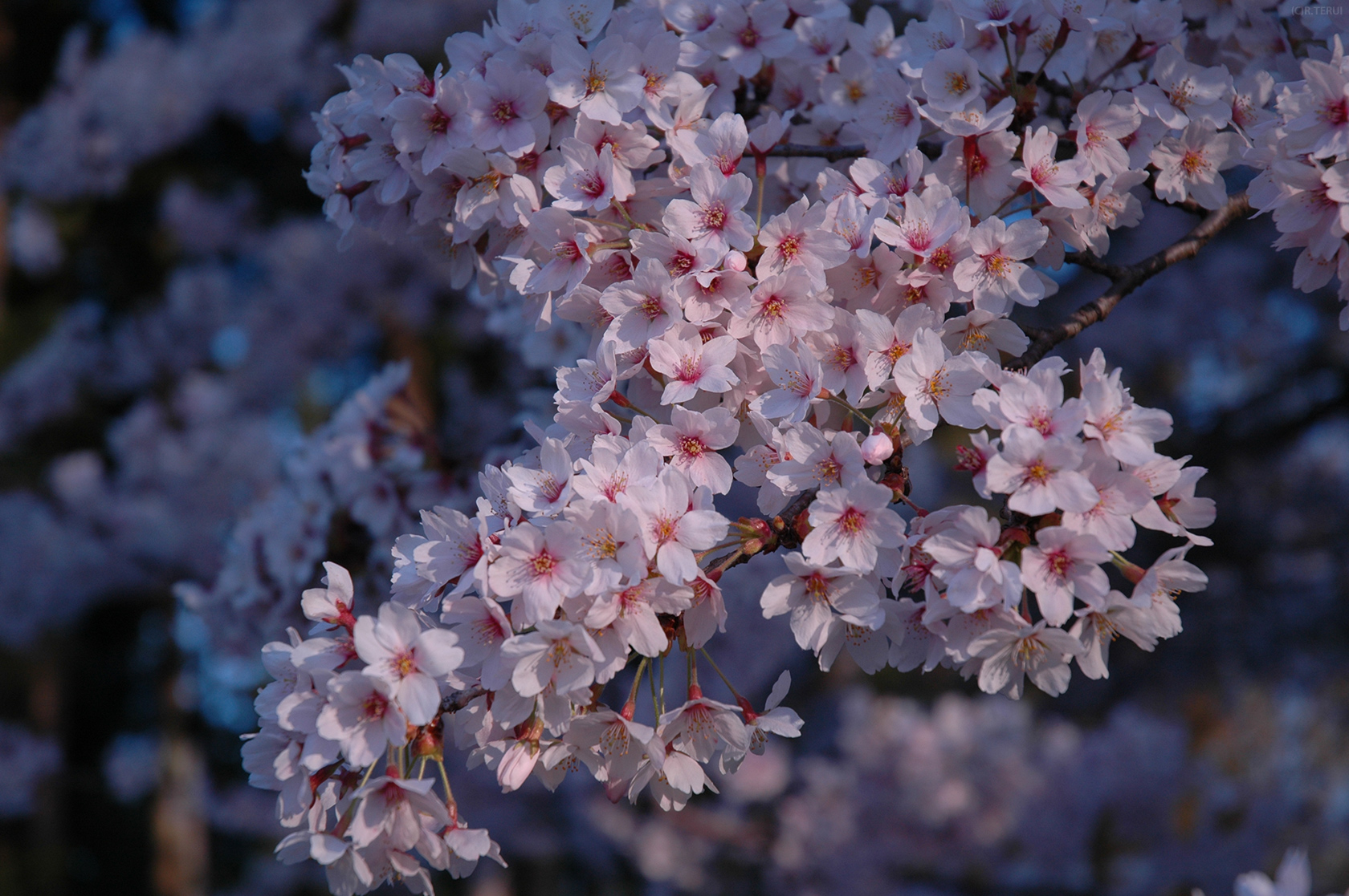 三神峯公園　写真8　そめいよしの