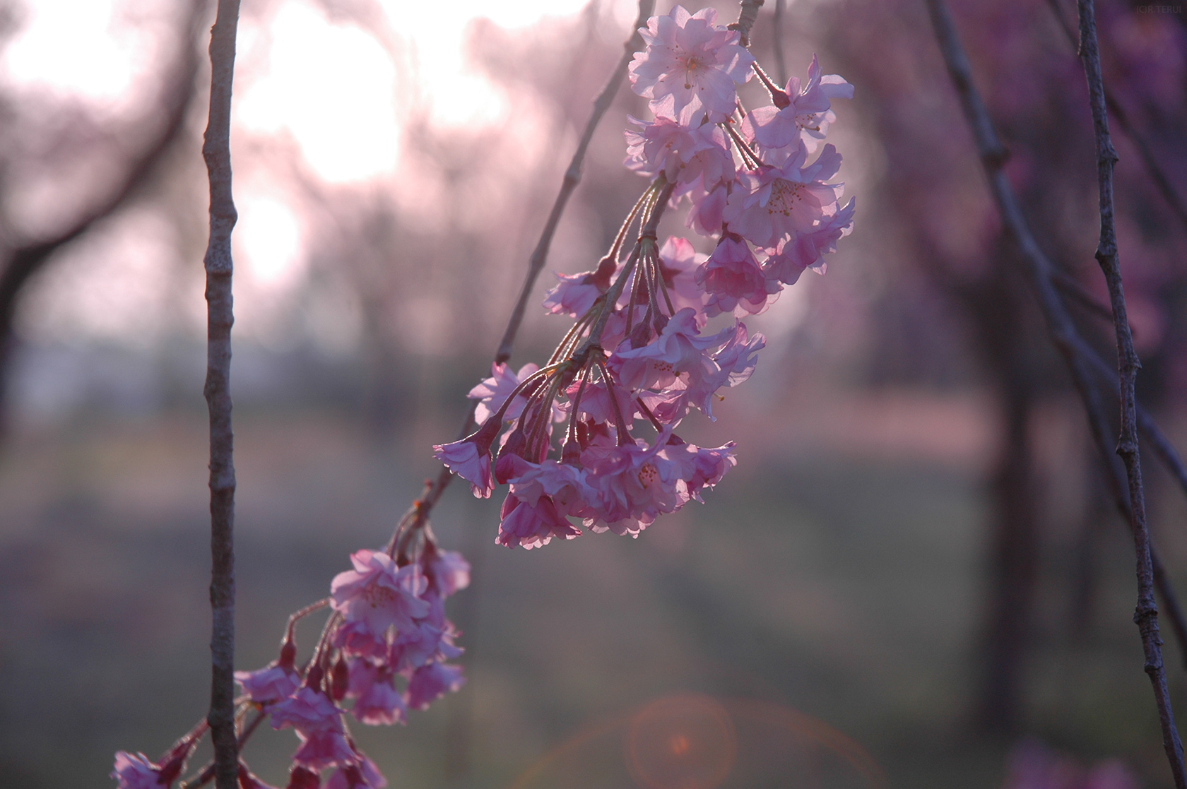 三神峯公園　写真9　枝垂桜　八重紅枝垂