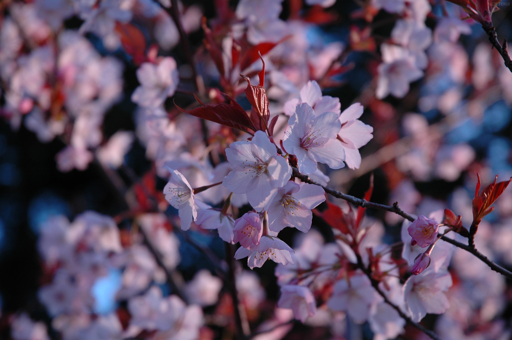 三神峯公園　写真10　桜