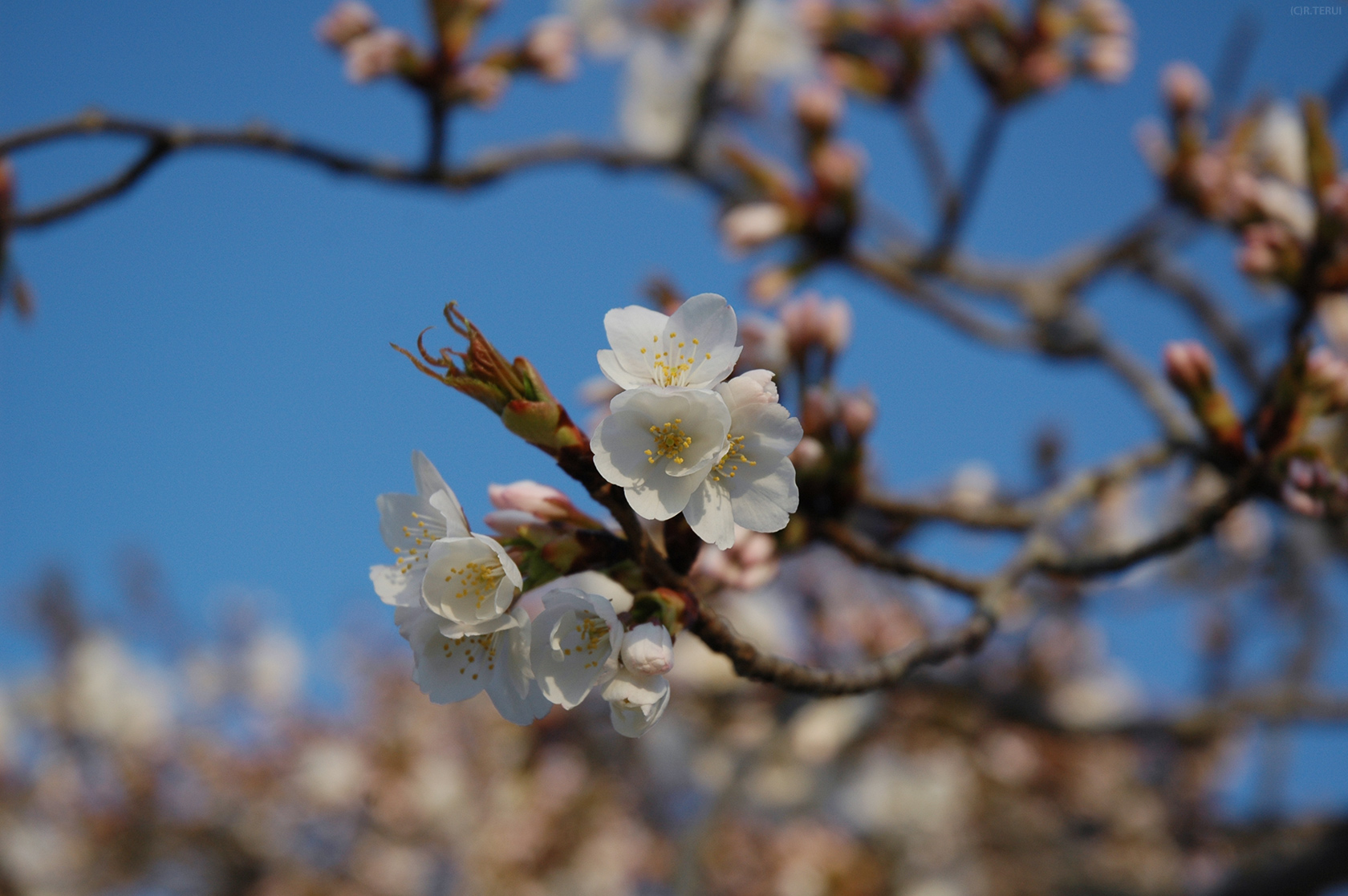 三神峯公園　写真11　太白　タイハク