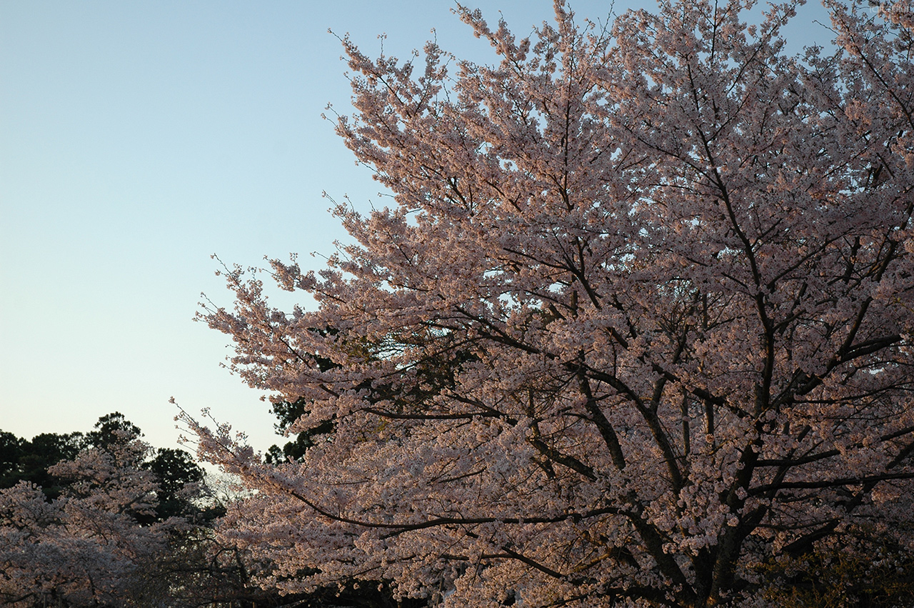 三神峯公園　写真12　陽光を浴びる桜