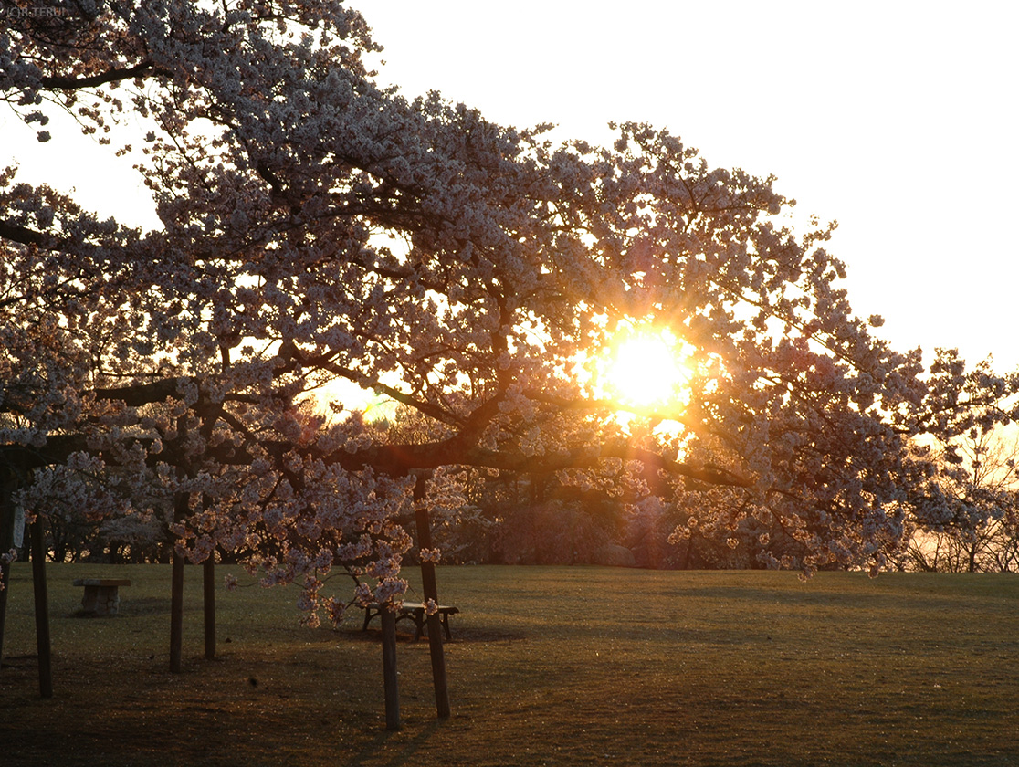 太陽を抱く桜
