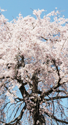 東昌寺　2016.4.12