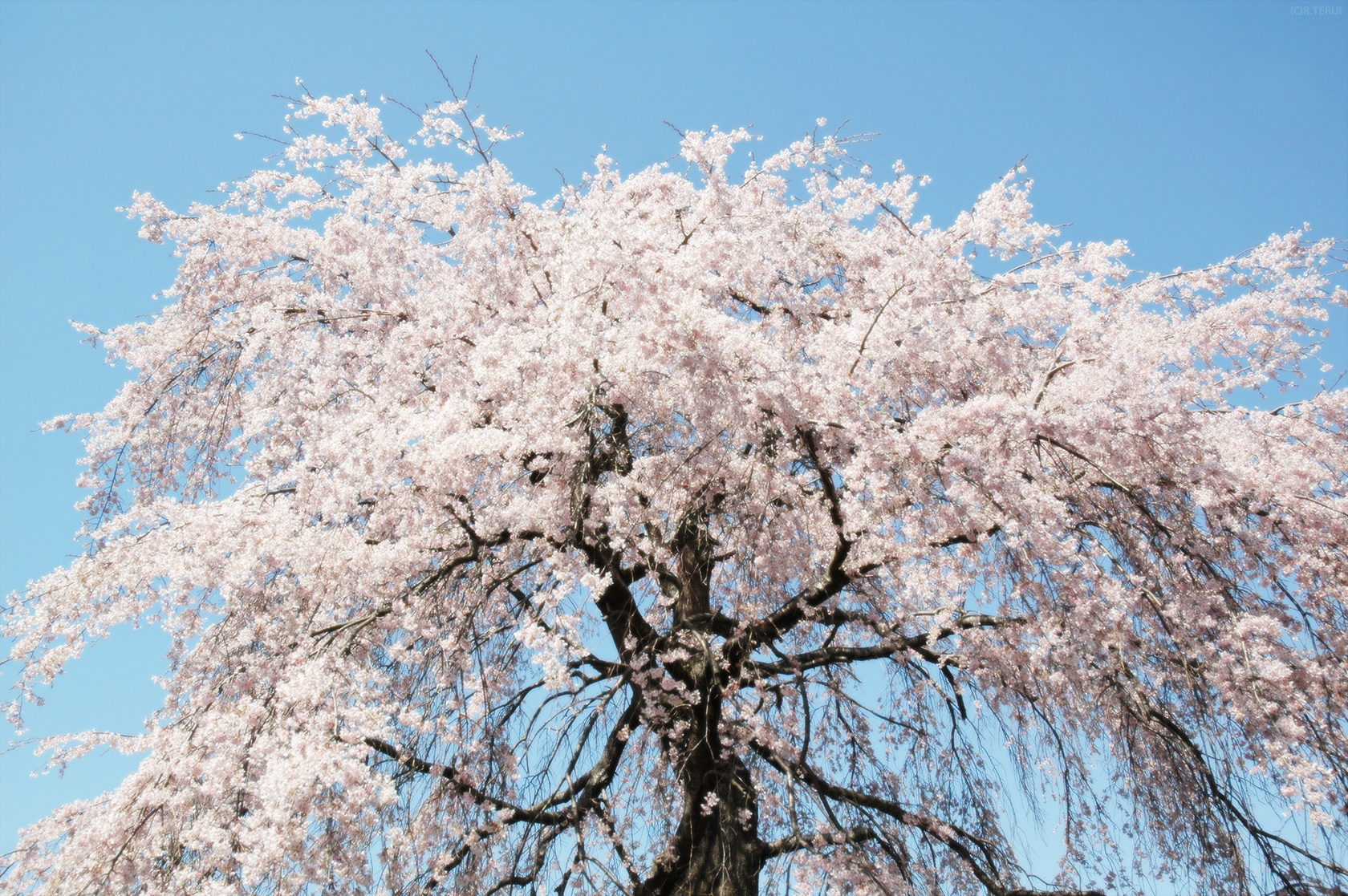 東昌寺　写真1　枝垂桜と青い空