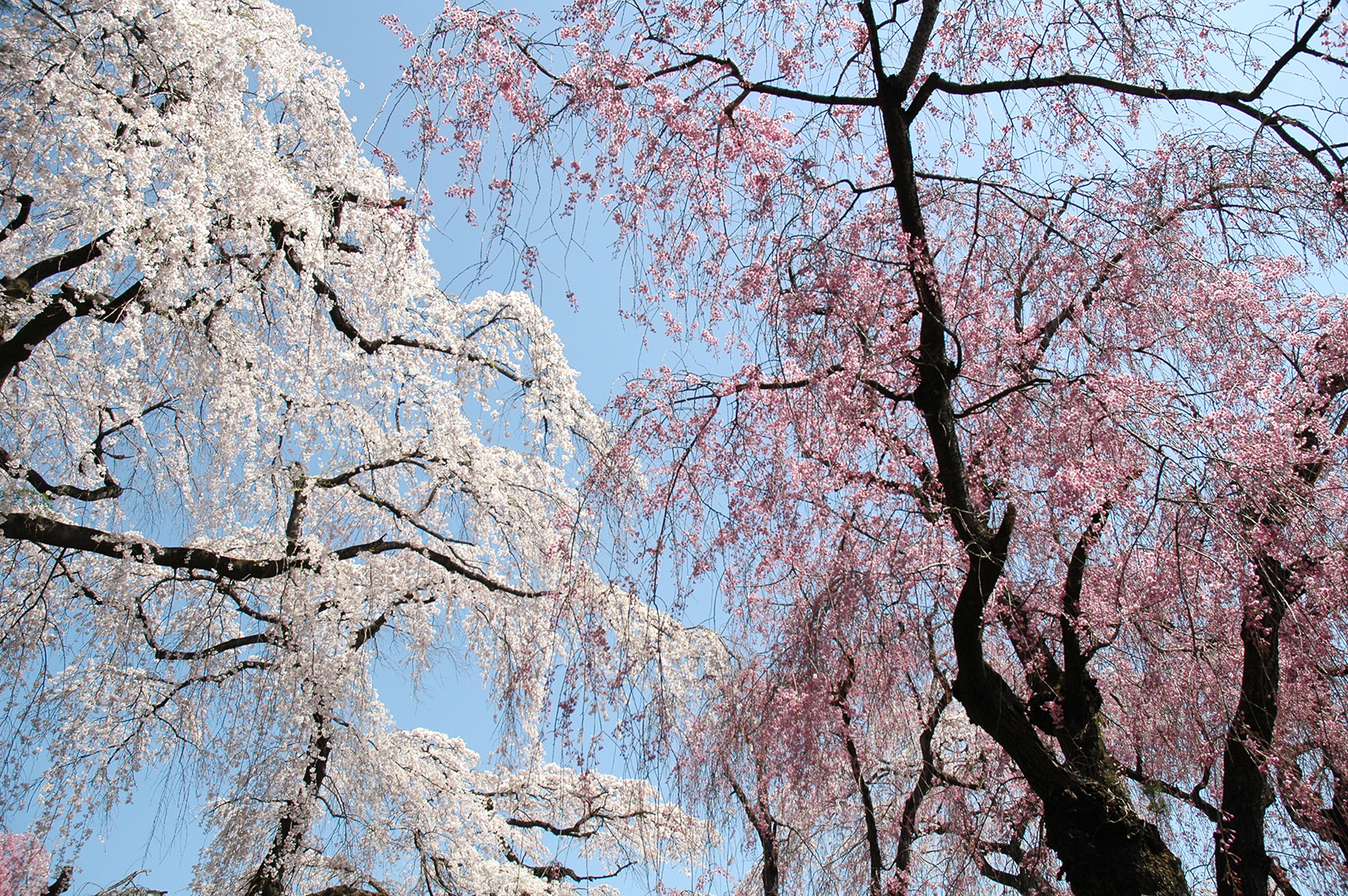 東昌寺　写真2　枝垂桜