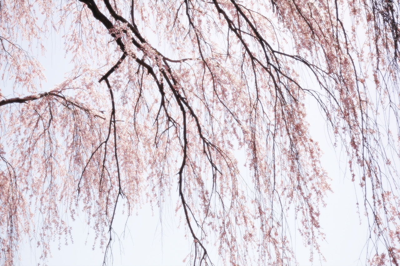 東昌寺　写真3　枝垂桜