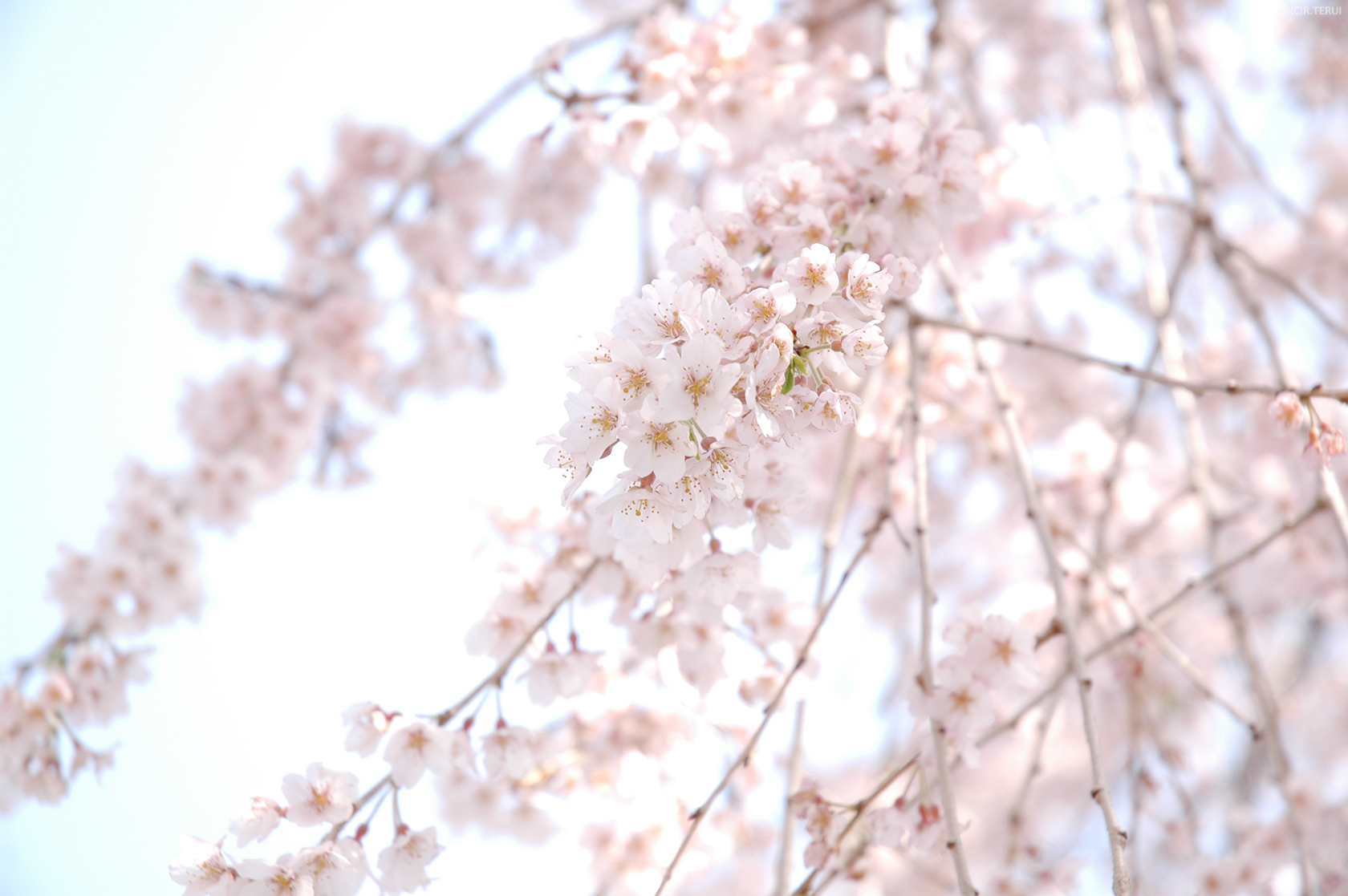 東昌寺　写真4　枝垂桜