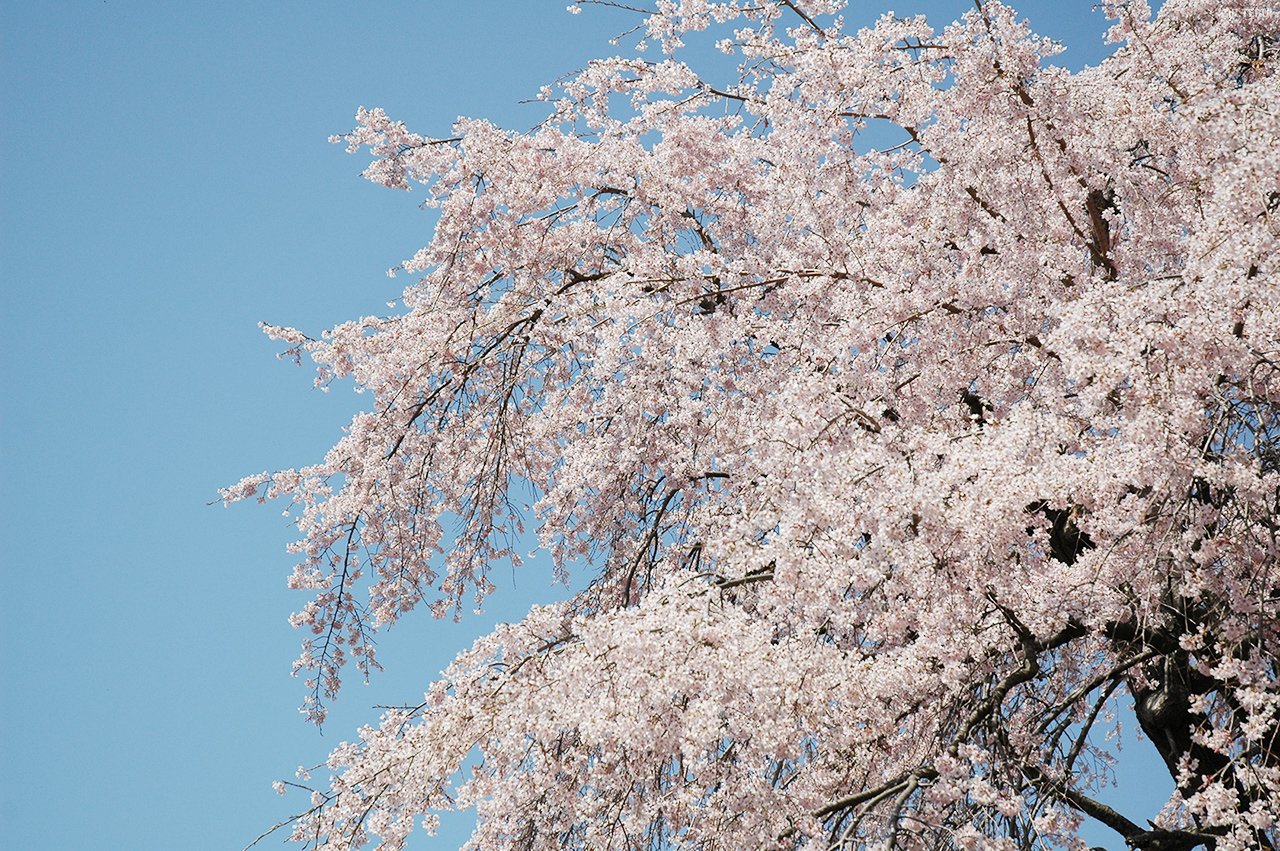 東昌寺　写真7　枝垂桜