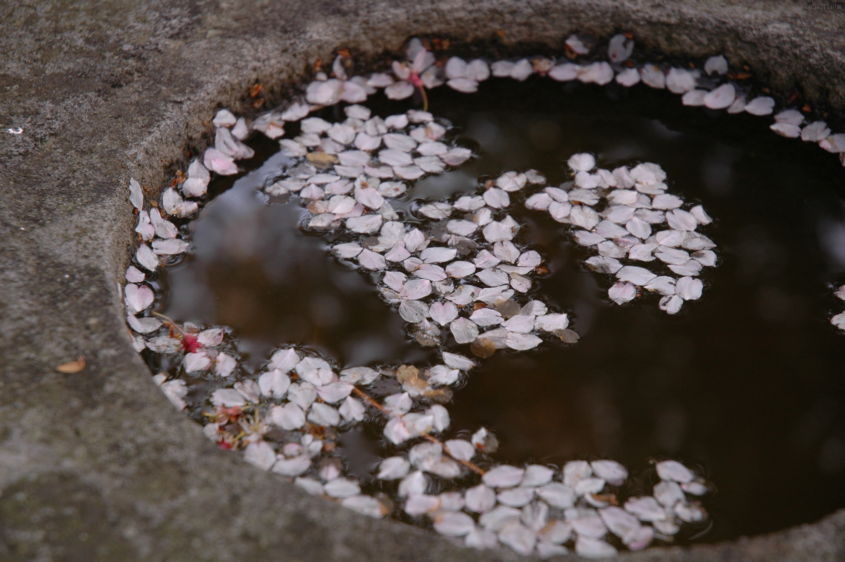 東昌寺　写真8　水面に桜の花びら
