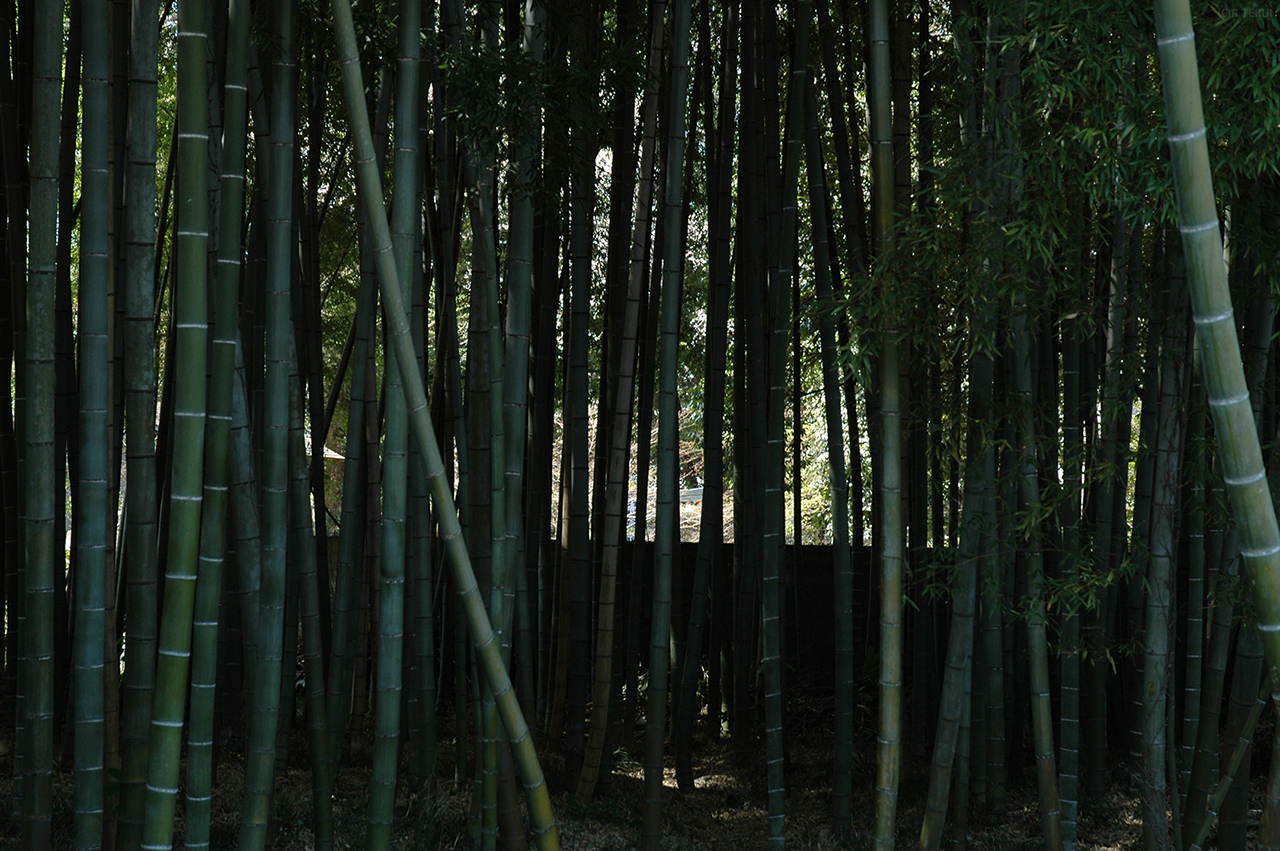 東昌寺　写真9　竹林