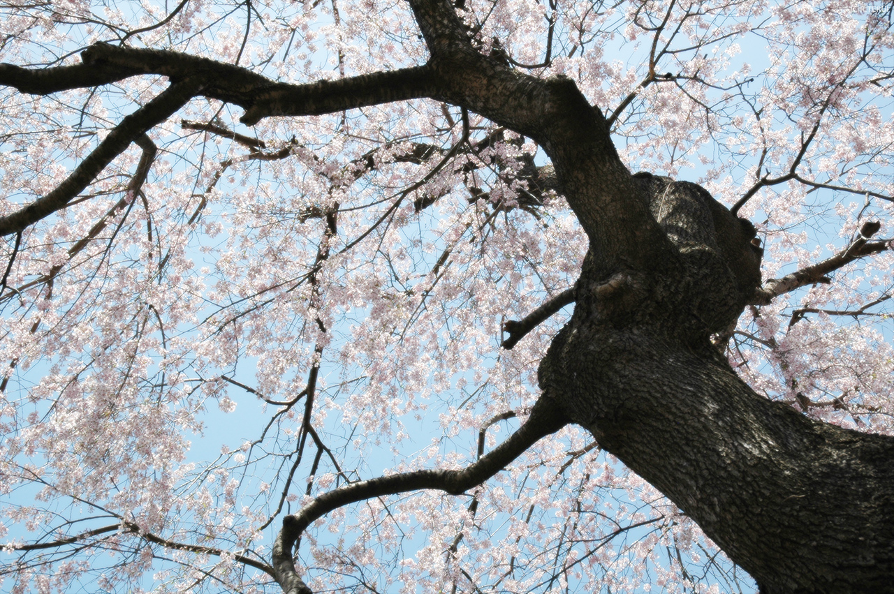 東昌寺　写真12　枝垂桜