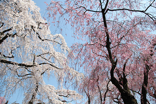 枝垂桜2種