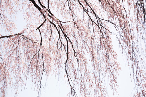 降り注ぐ枝垂桜