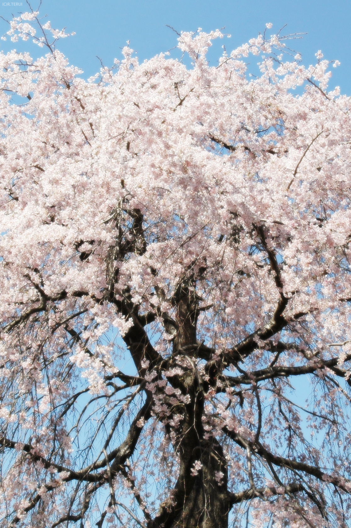 枝垂桜