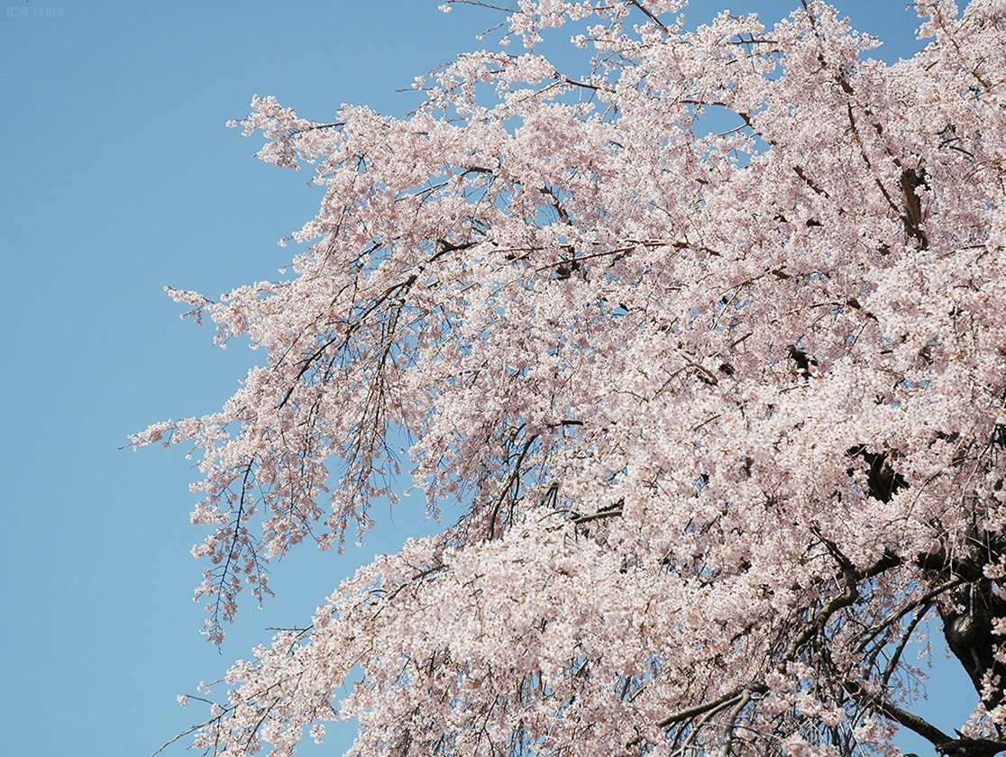 枝垂桜と青空