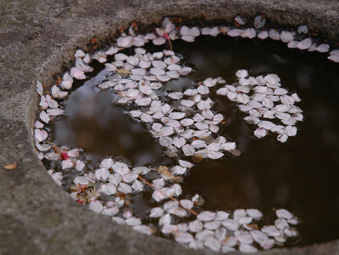 水面に桜の花びら