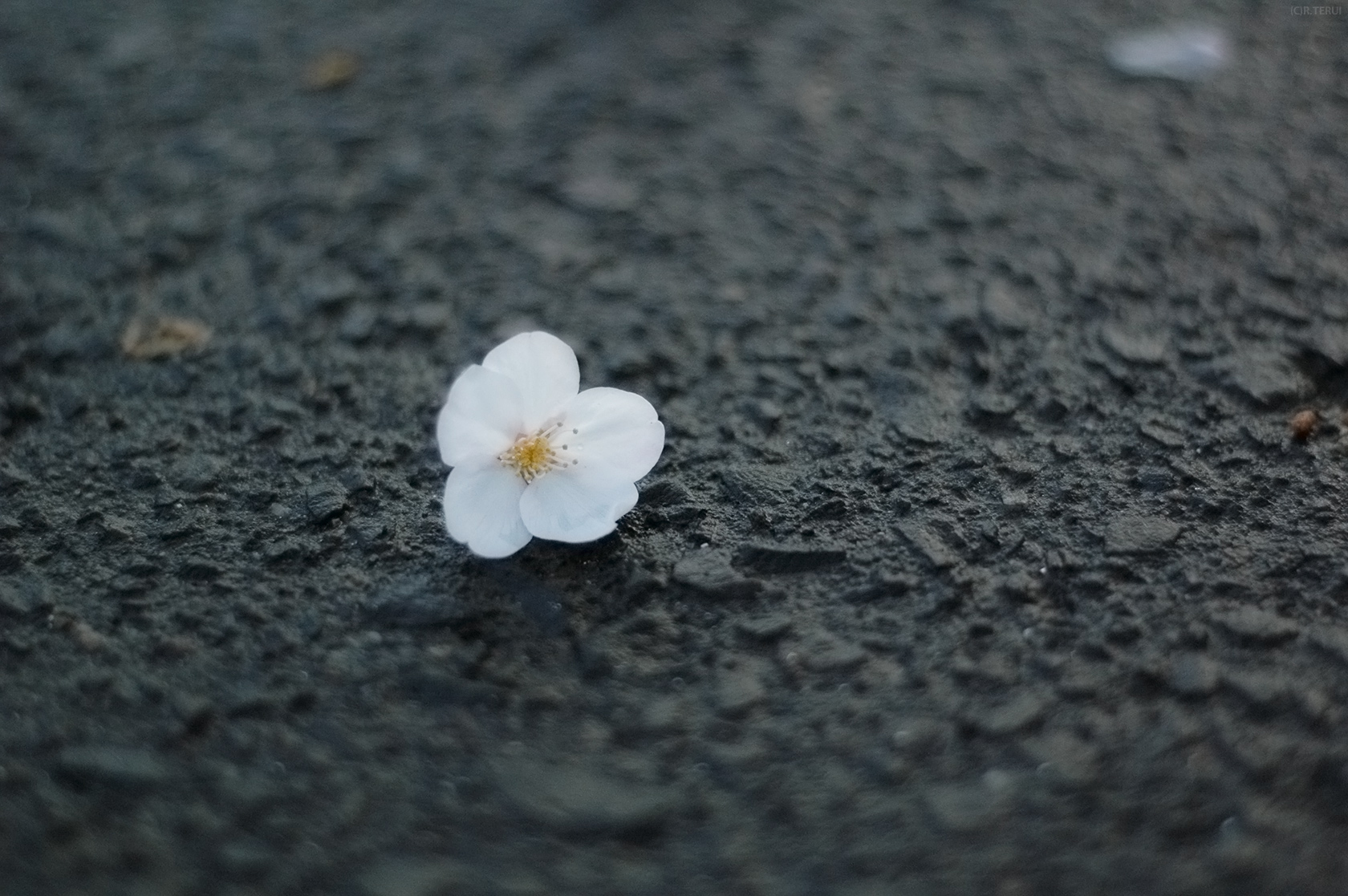 瀧澤寺　写真1　落ちた桜