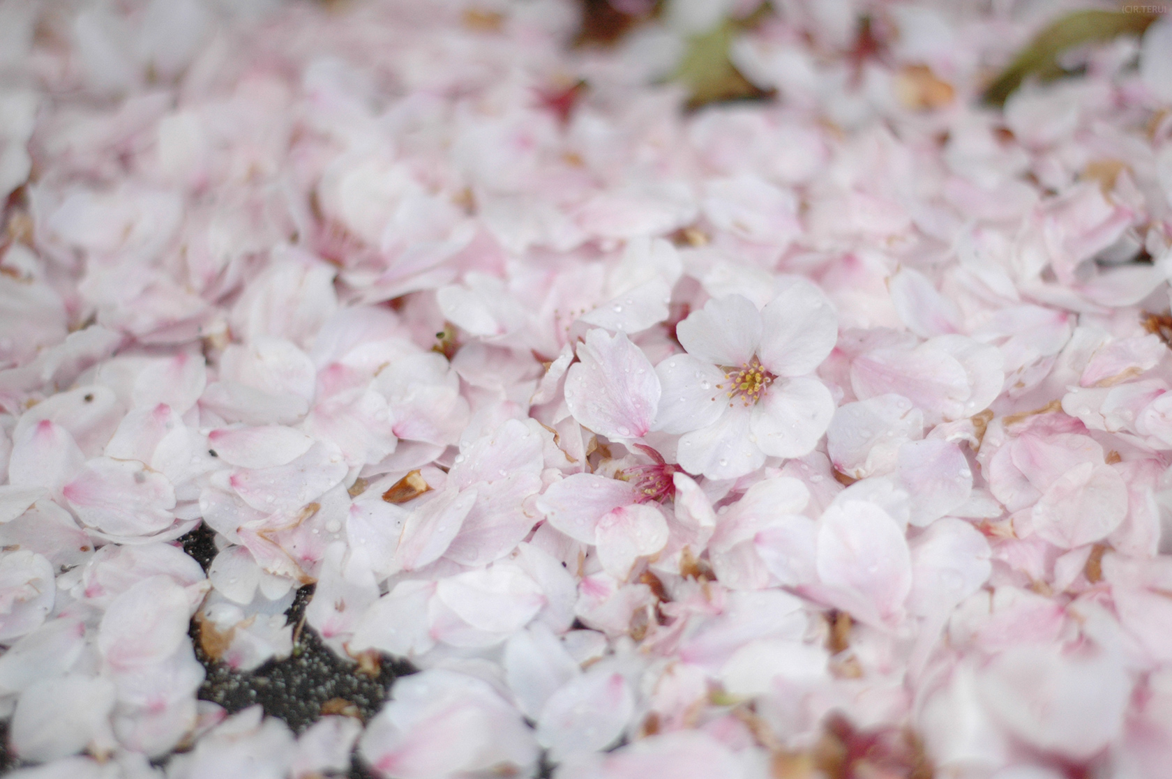 瀧澤寺　写真2　桜絨毯