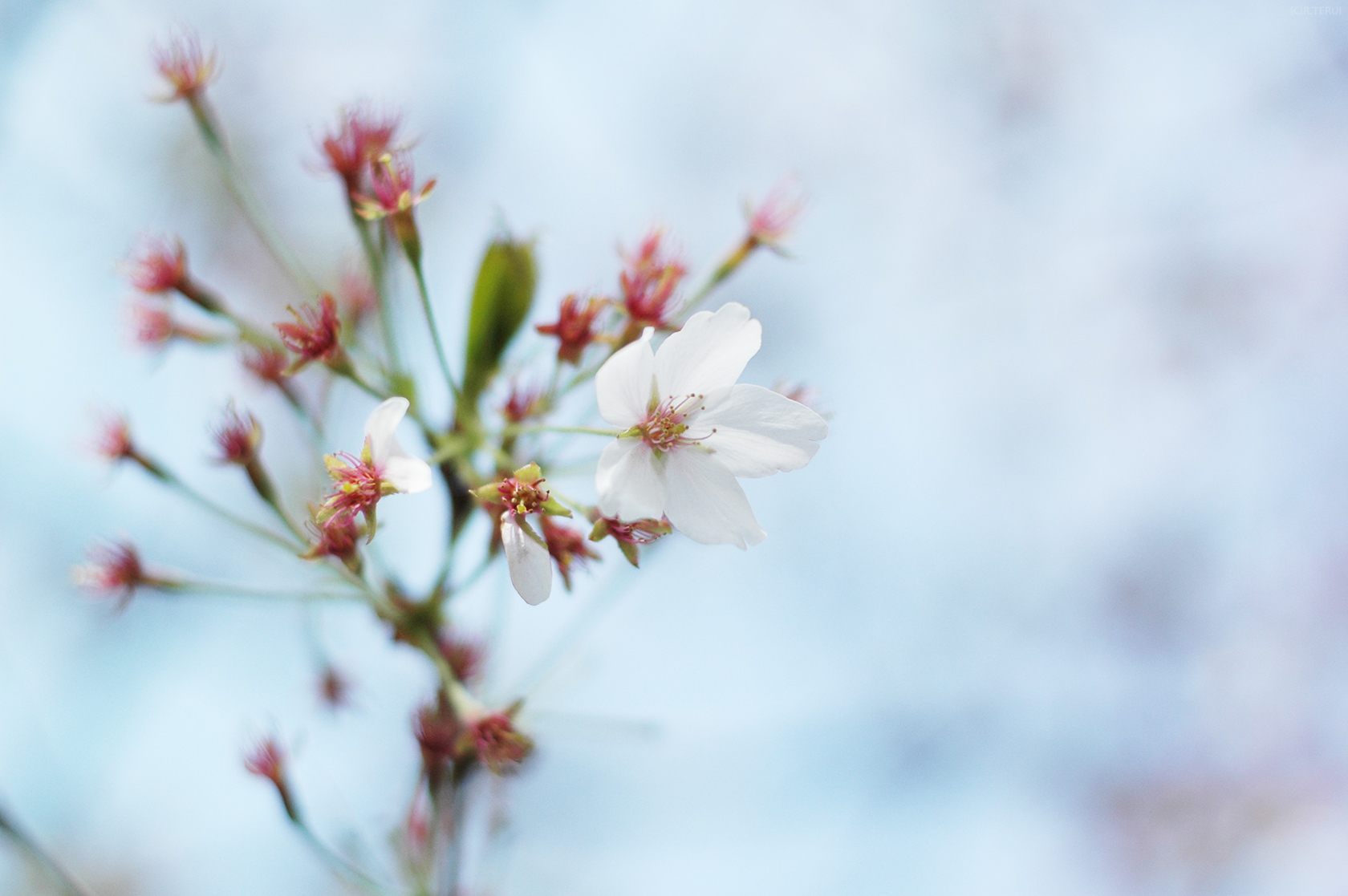 瀧澤寺　写真3　一輪残る桜