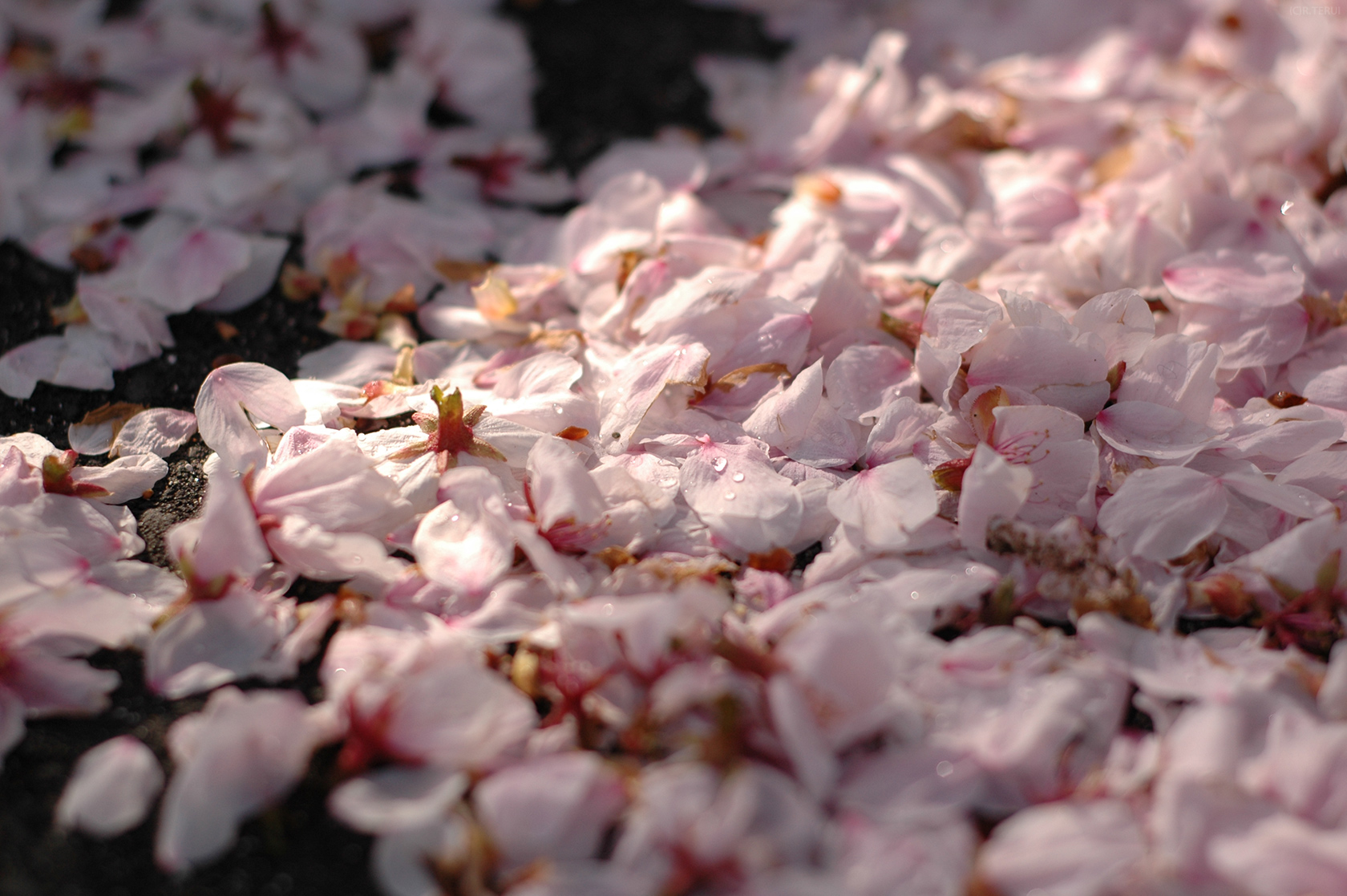 瀧澤寺　写真4　陽光が照らす桜絨毯