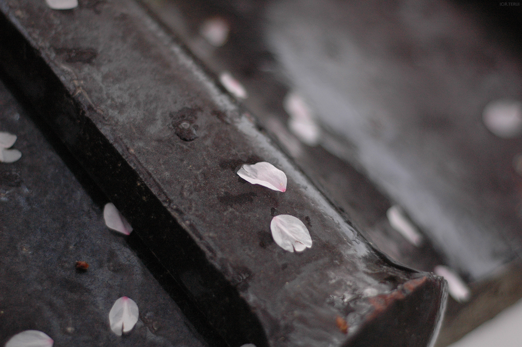 瀧澤寺　写真5　瓦の上に桜の花びら