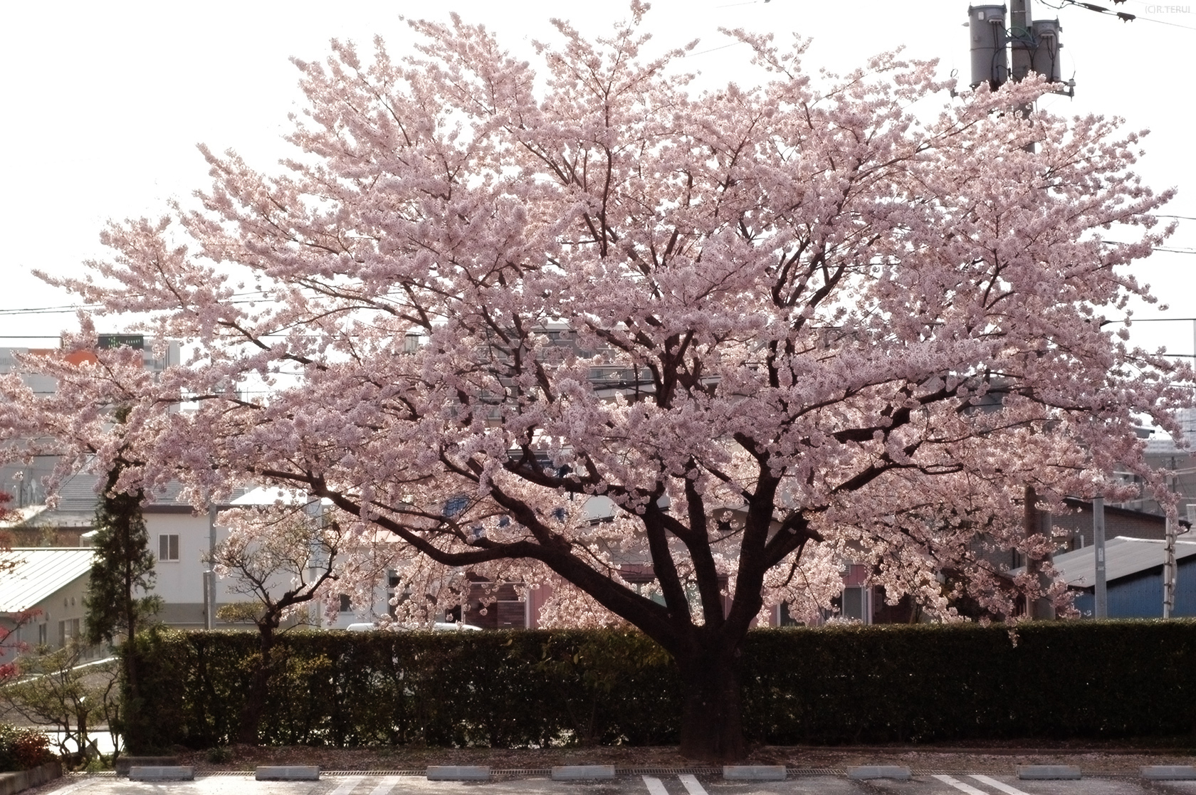 瀧澤寺　写真7　ソメイヨシノ