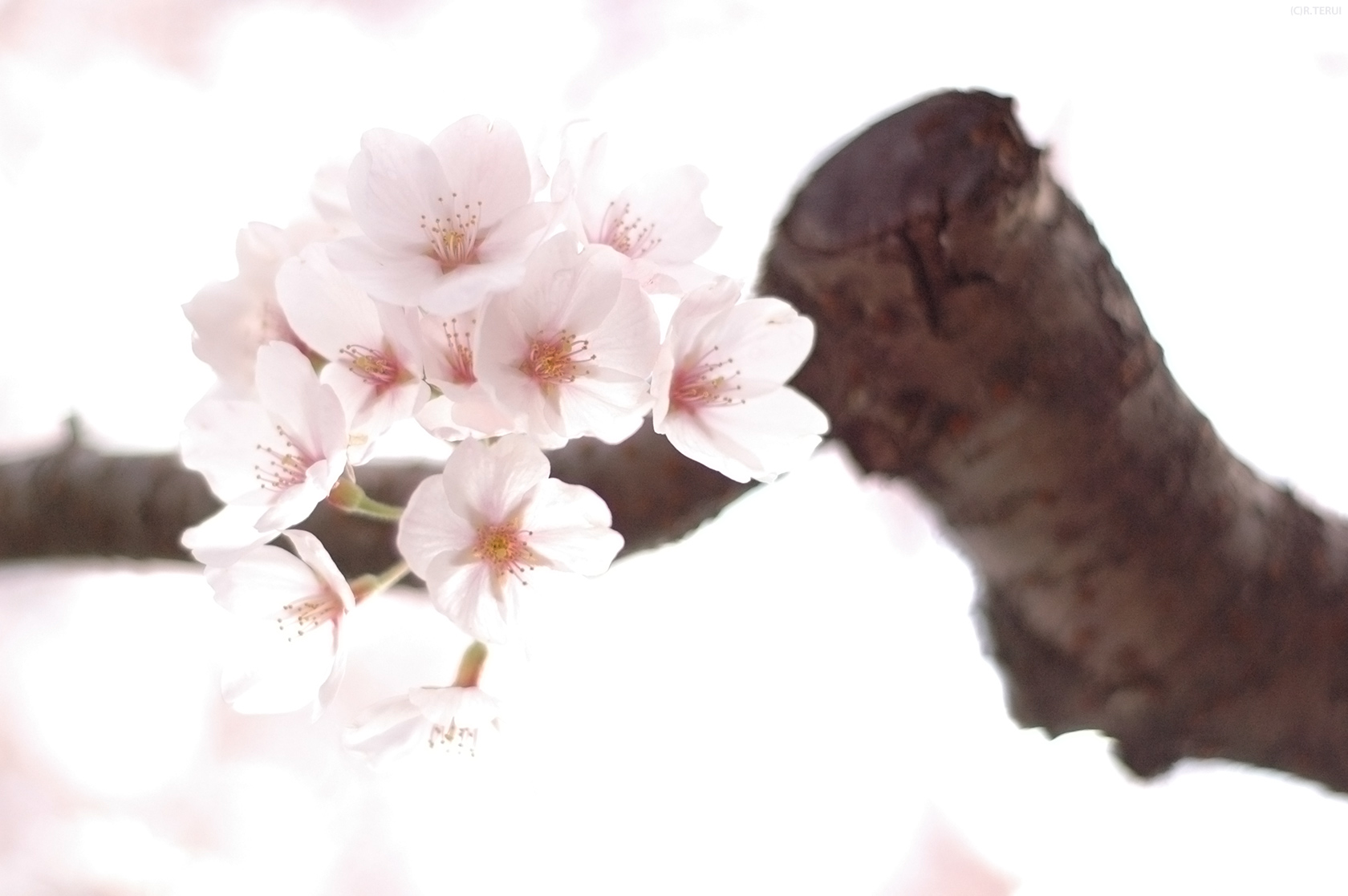 瀧澤寺　写真8　ソメイヨシノ