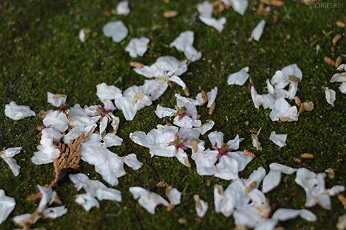 苔と桜の花びら