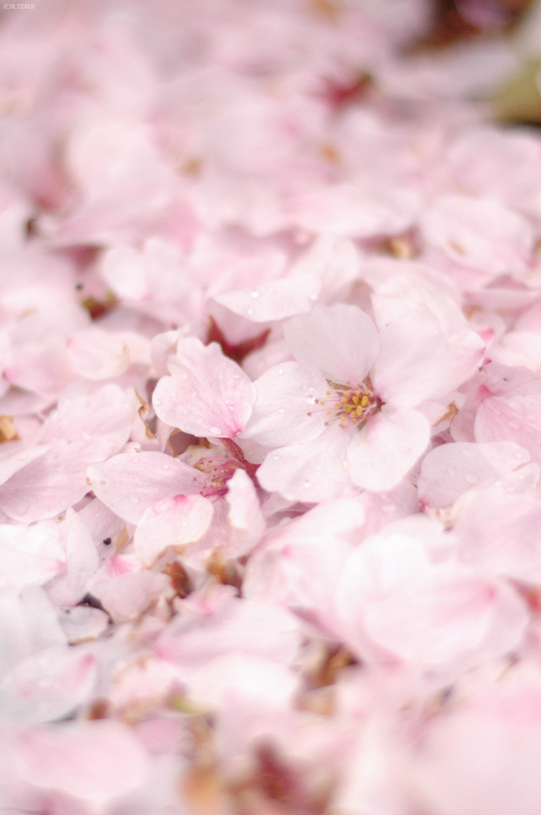 散っても咲く桜